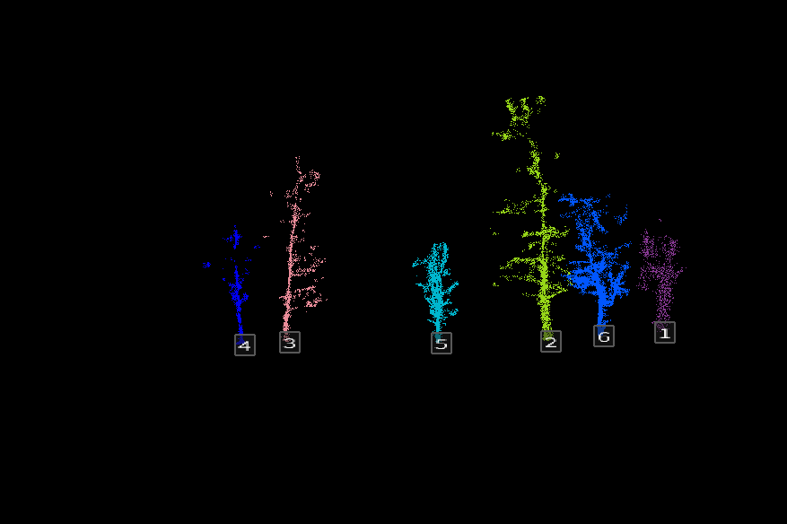 forest_2.png